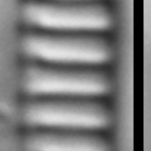 Denticula creticola LM4