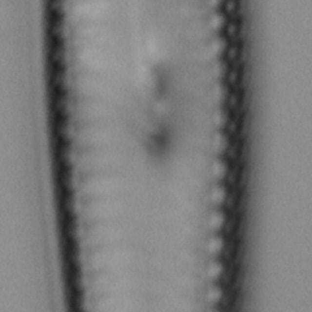 Gc53921  Gomphonema Freesei 4B Holotype