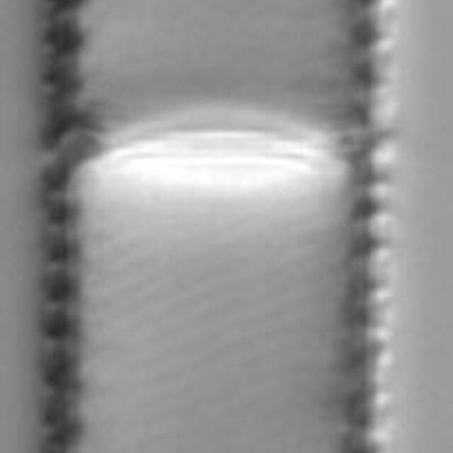 Aulacoseira granulata LM1