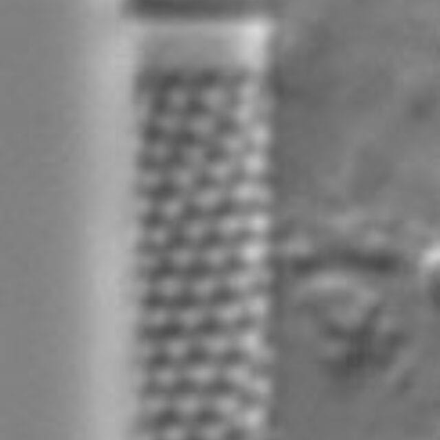 Aulacoseira granulata var. angustissima LM2