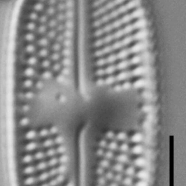 Luticola ventricosa LM4