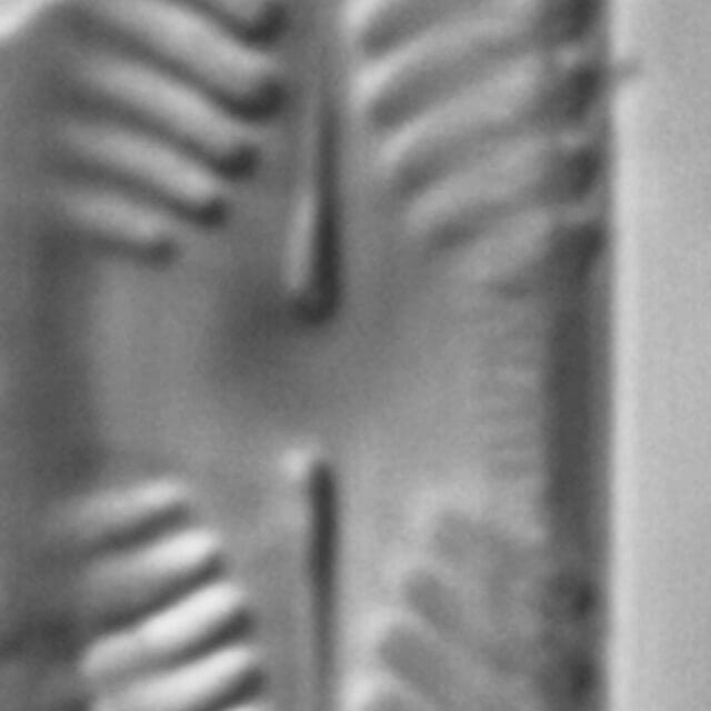 Pinnularia perinterrupta LM2