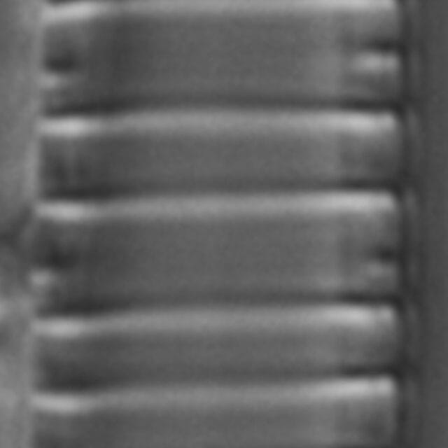 Diatoma problematica LM2