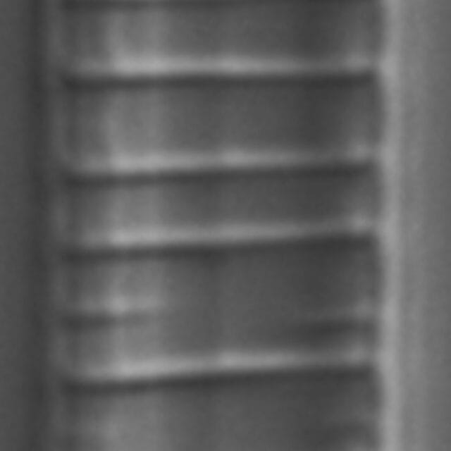 Diatoma problematica LM3