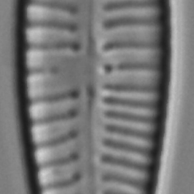 GOAFFAFF 029 2008 c cl