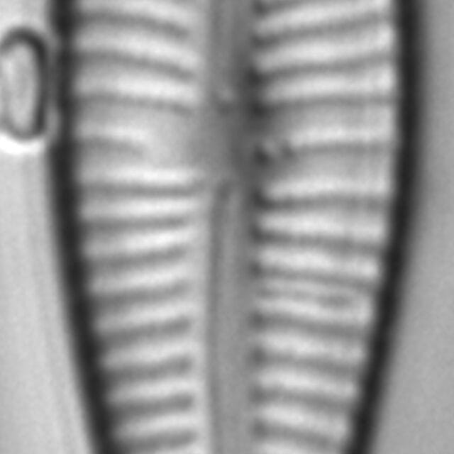 GOAFFAFF 029 2008 d cl