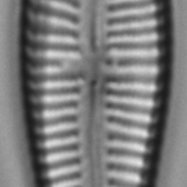 GOAFFAFF 029 2008 f cl