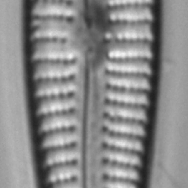 Gomphonema vibroides LM7