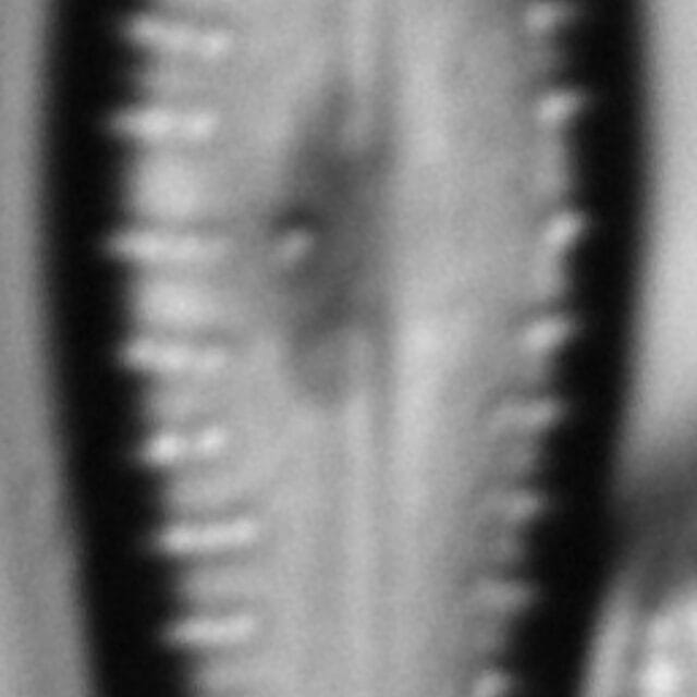 Gogermanii 1164 39 7