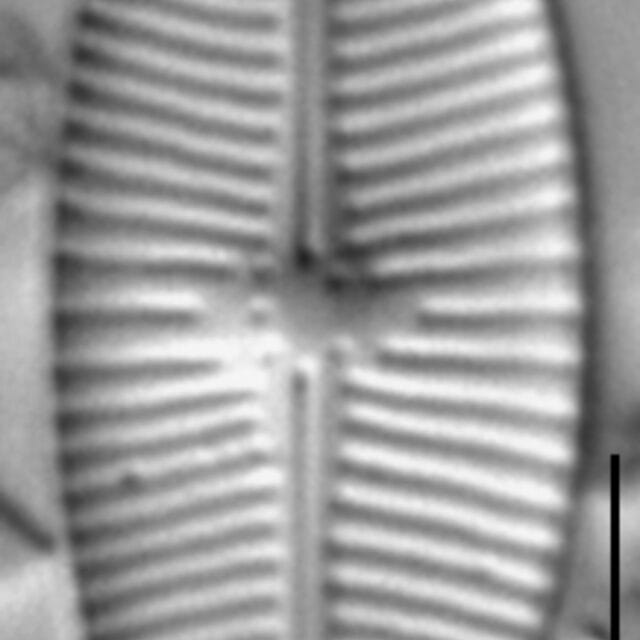 Geissleria lateropunctata LM5