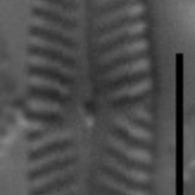 Navicula longicephala LM1