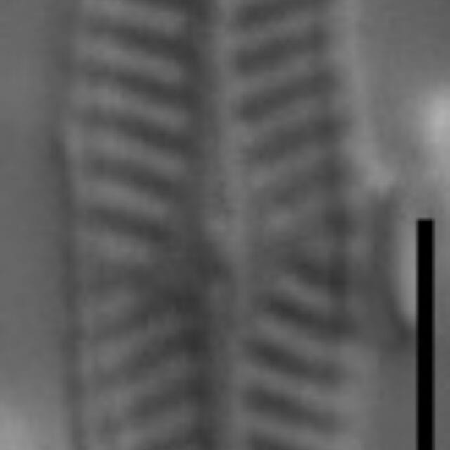 Navicula longicephala LM6