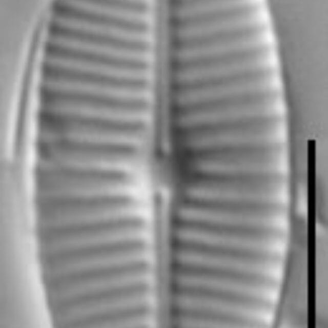 Geissleria kreigeri LM2