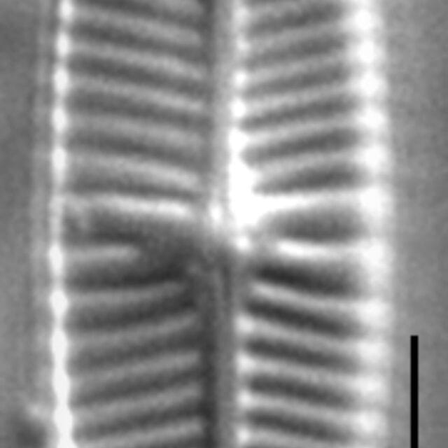 Geissleria punctifera LM2