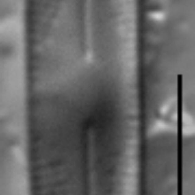 Gs024284  Nufennica 7 Ed