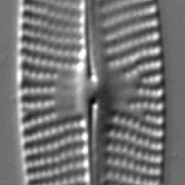 Navicula subrhynchocephala LM1