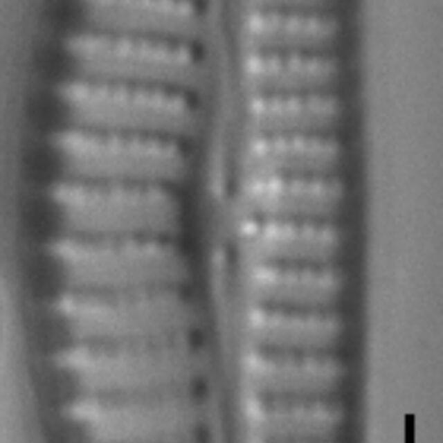 Cymbella excisifomis LM7