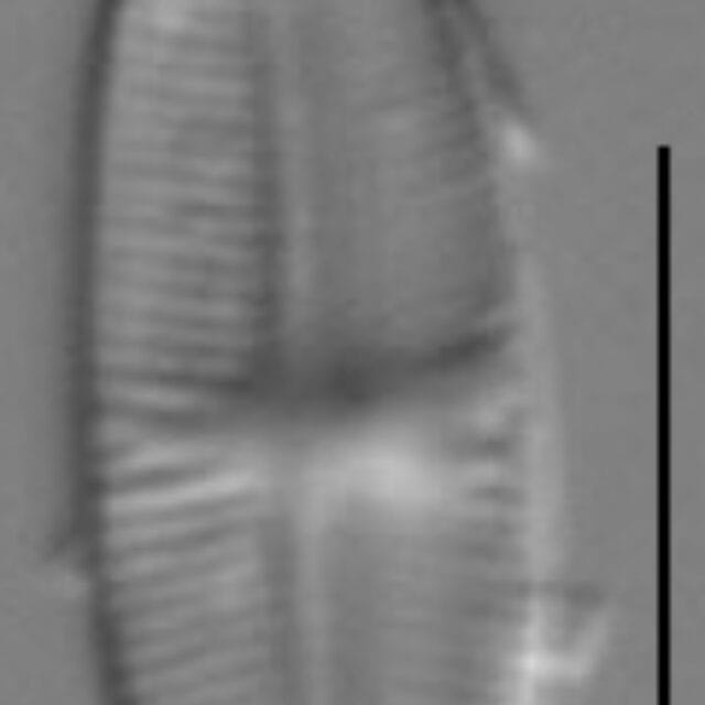 Gs100739  Pschlidanos 1A Ed