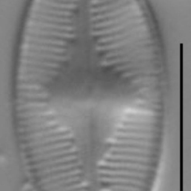 Gs100739  Psdao 4B Ed