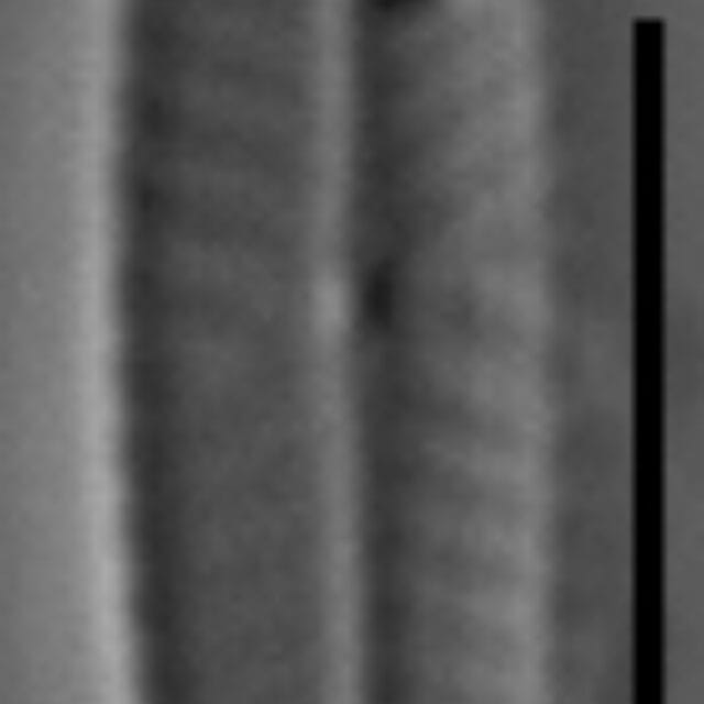 Navicula vilaplanii LM6