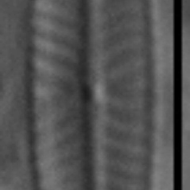 Navicula vilaplanii LM7