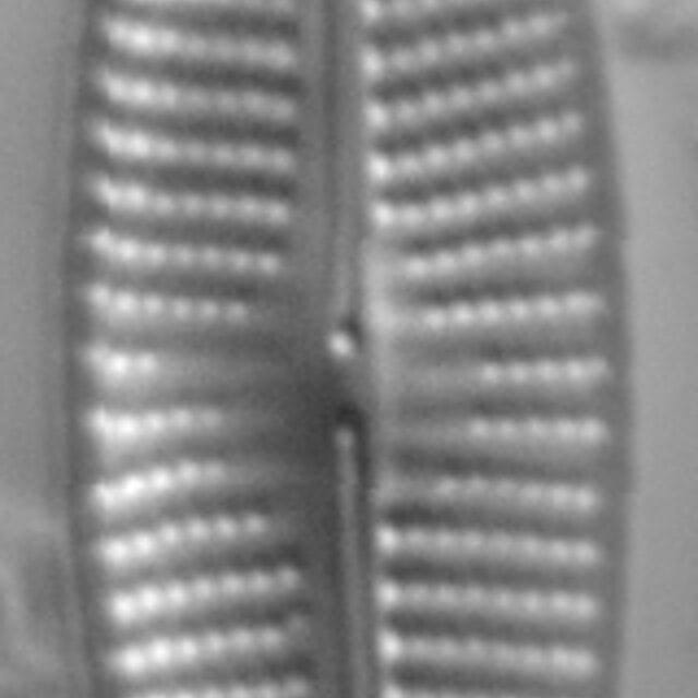 Navicula subrhrynchocephala LM5