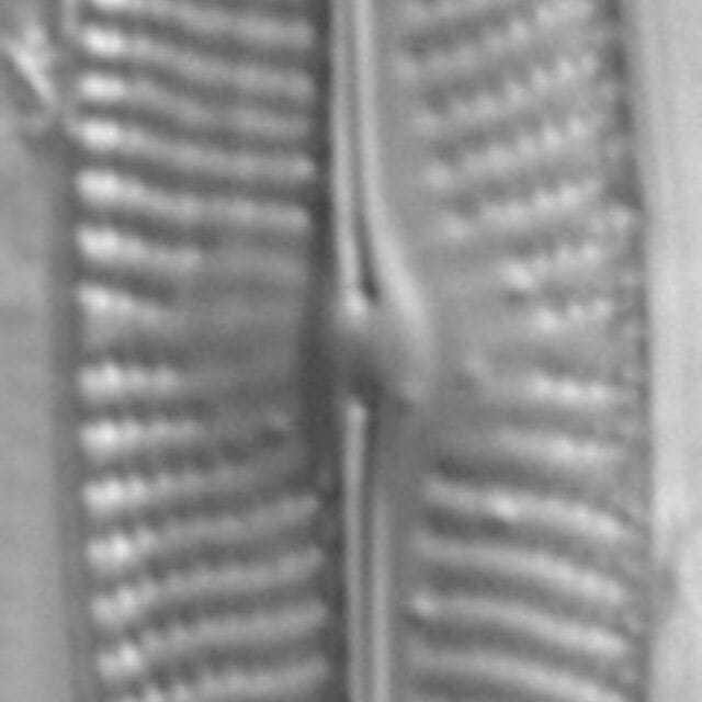 Navicula subrhrynchocephala LM6