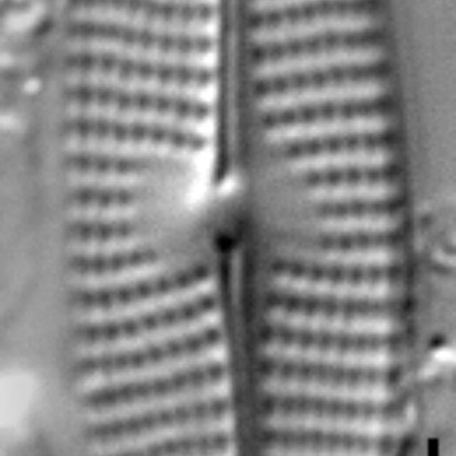 Navicula gregaria LM5