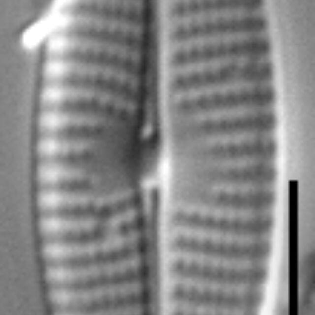 Navicula gregaria LM6