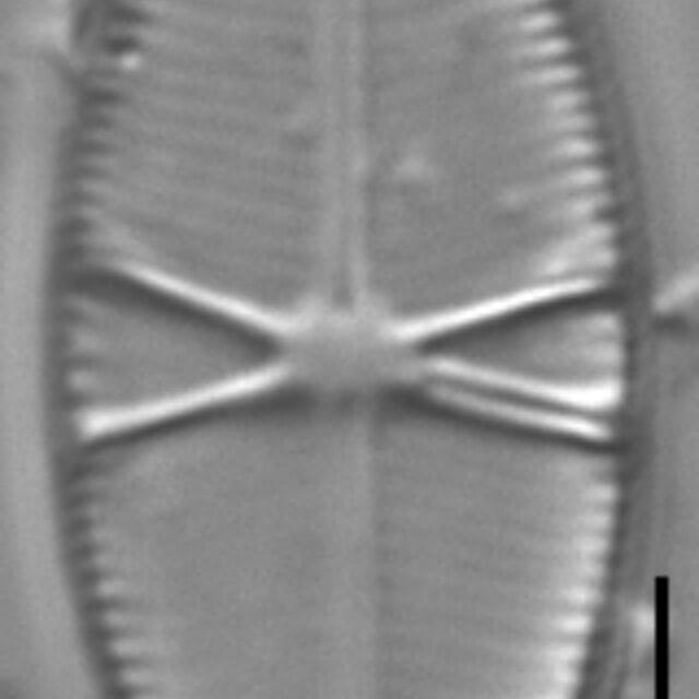 Capartogramma crucicula LM3
