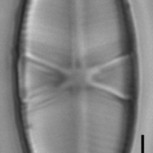 Capartogramma crucicula LM4