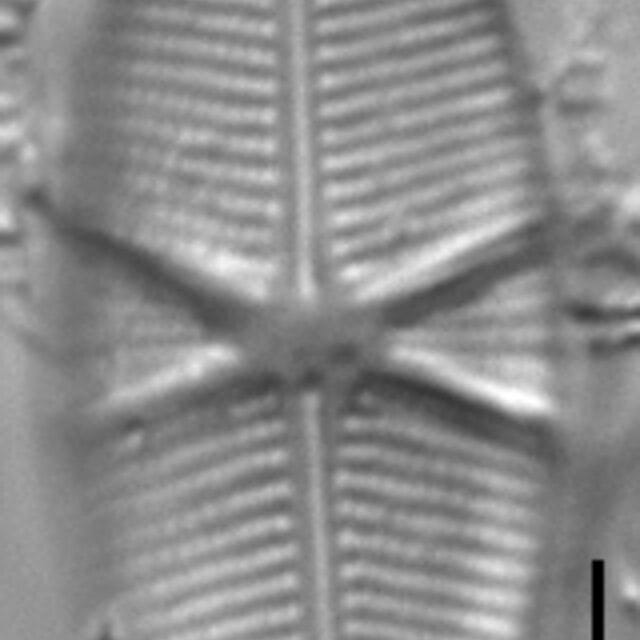 Capartogramma crucicula LM1