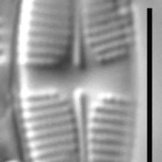 Psammothidium lauenburgianum LM4