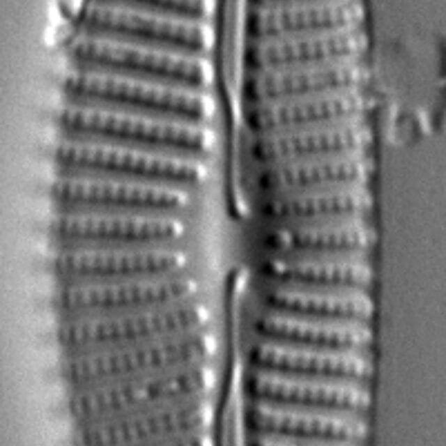 Cymbella tropica LM1