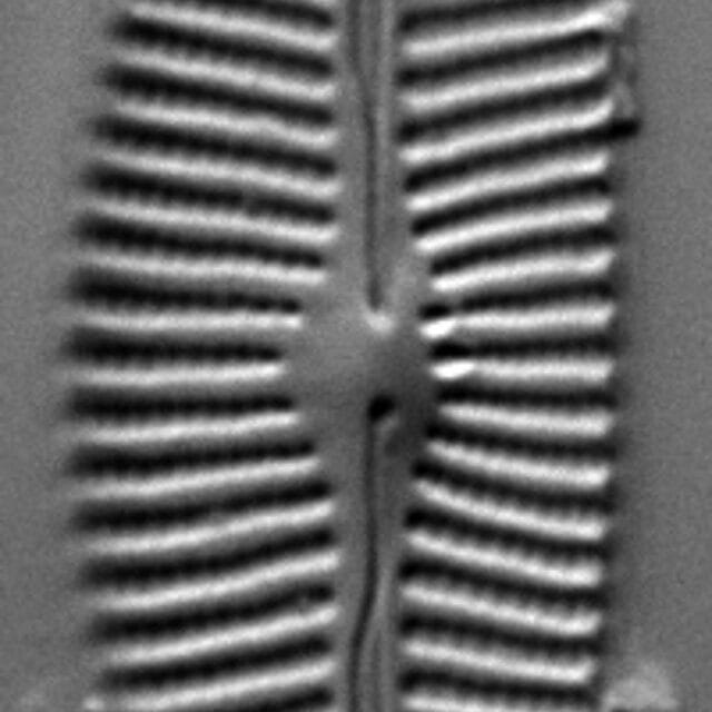 Cymbella tropica LM3