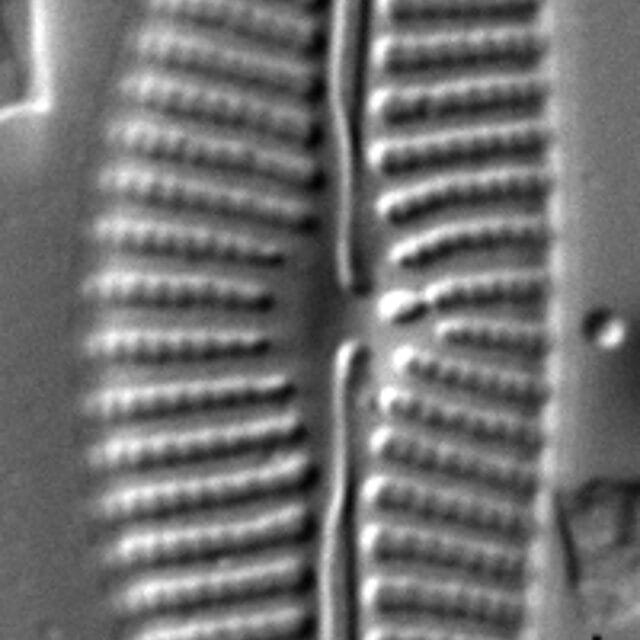 Cymbella tropica LM5