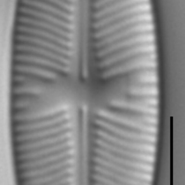 Sellaphora meridionalis LM7