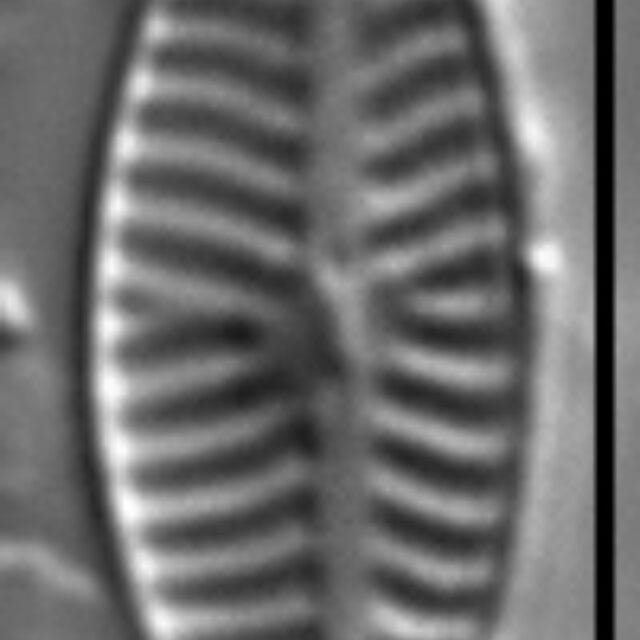 Navicula reichardtiana LM6