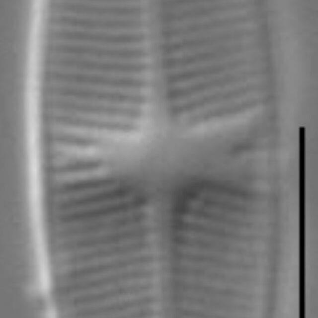 Gsn23387  Pschlidanos 2A Ed