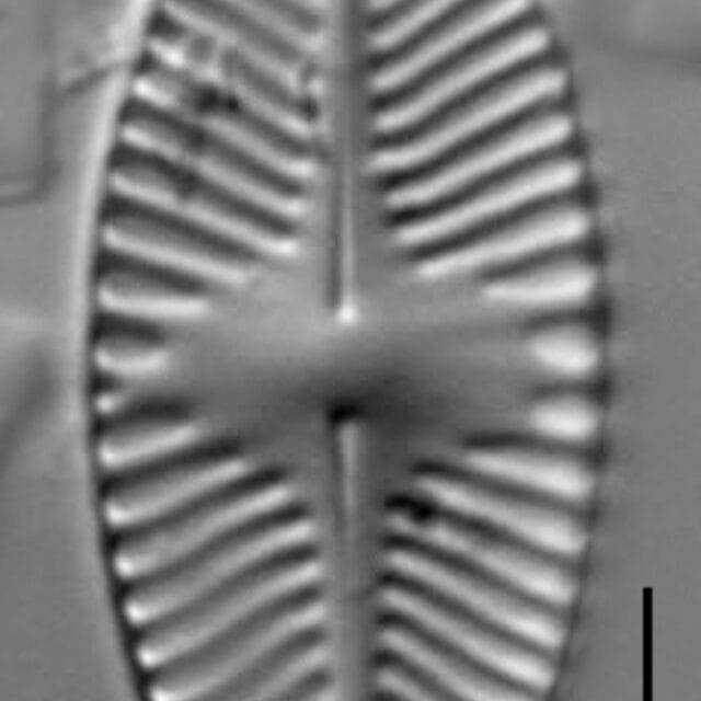 Planothidium apiculatum LM6