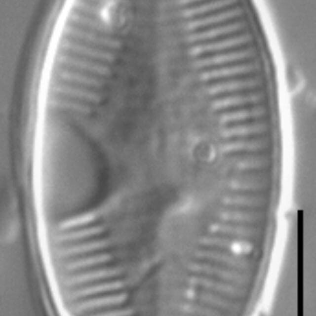 Skabitschewskia peragalloi LM6