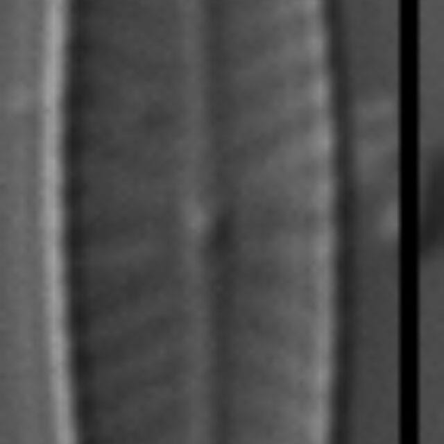 Navicula vilaplanii LM3