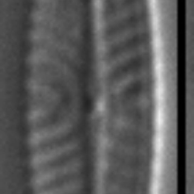 Navicula vilaplanii LM4