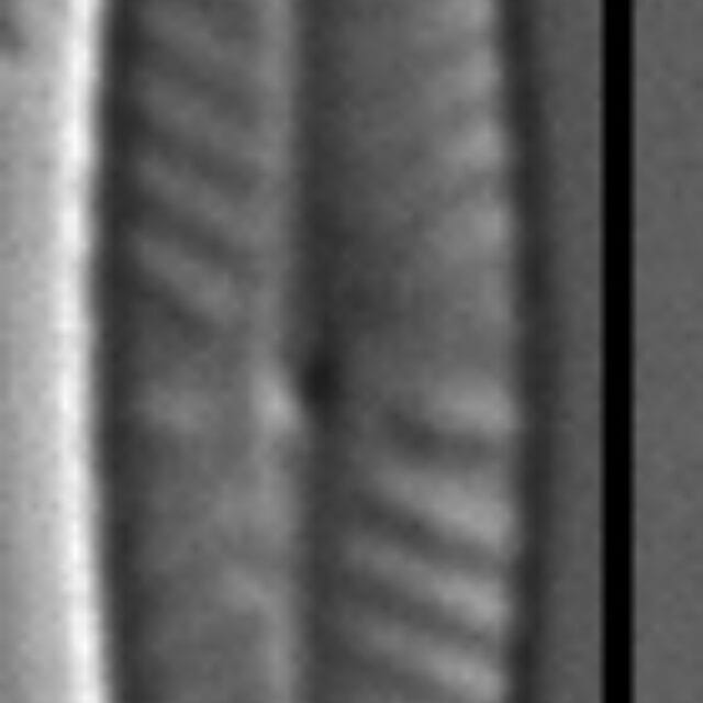 Navicula vilaplanii LM5