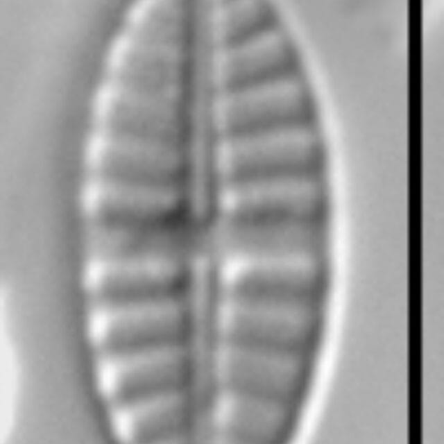 Gsn82684  Pl Consp 1Ed