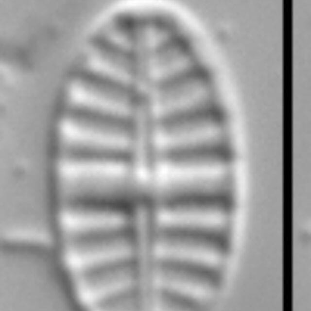 Gsn82684  Pl Consp 5Ed