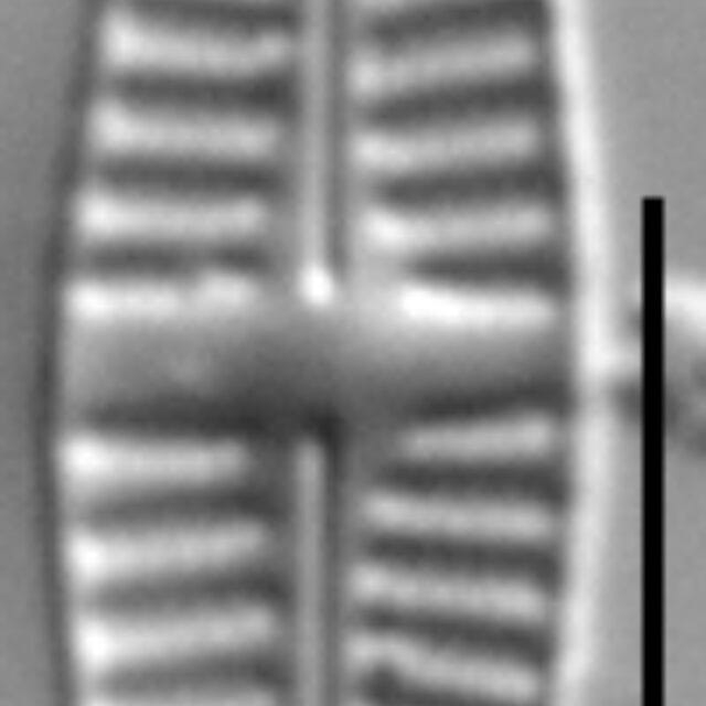 Gsn82684  Pl Consp 9Ed