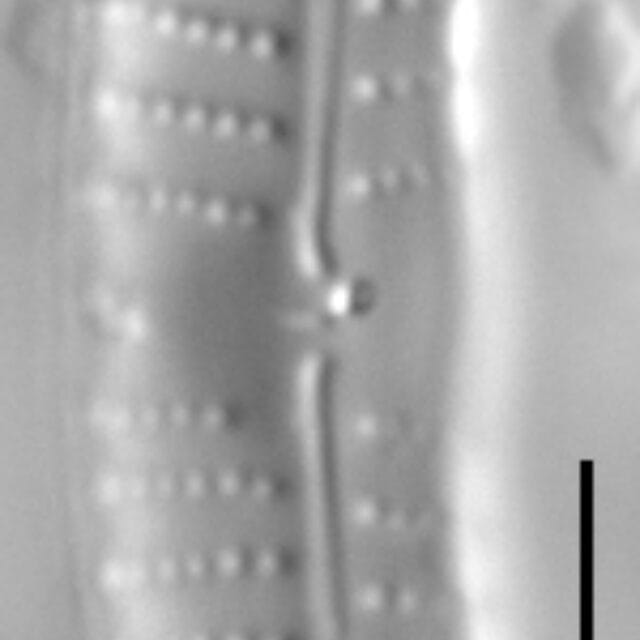 Gsn82684  Reuniser 4 Ed