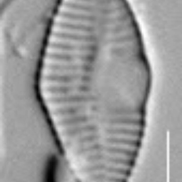 Synedra mazamaensis LM6