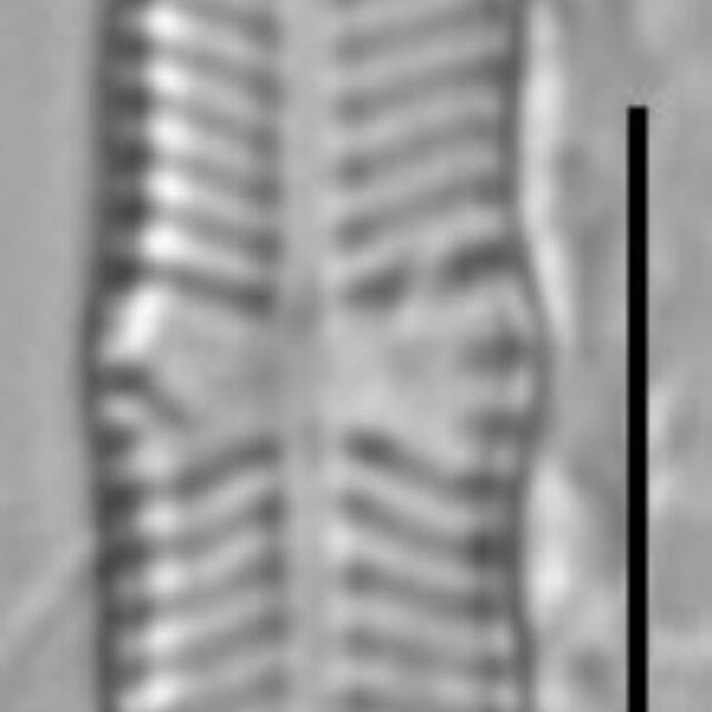 Geissleria ignota LM3